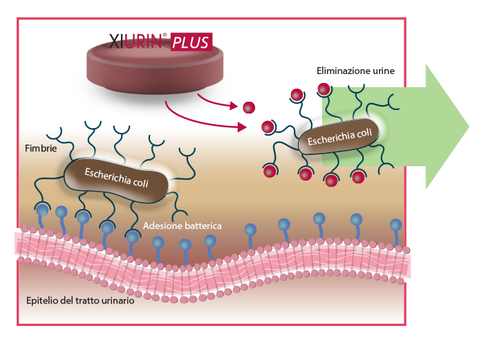 Xiurin Plus